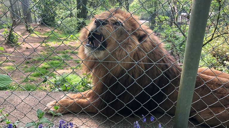 Coronavirus Dartmoor Zoo saved from imminent closure after