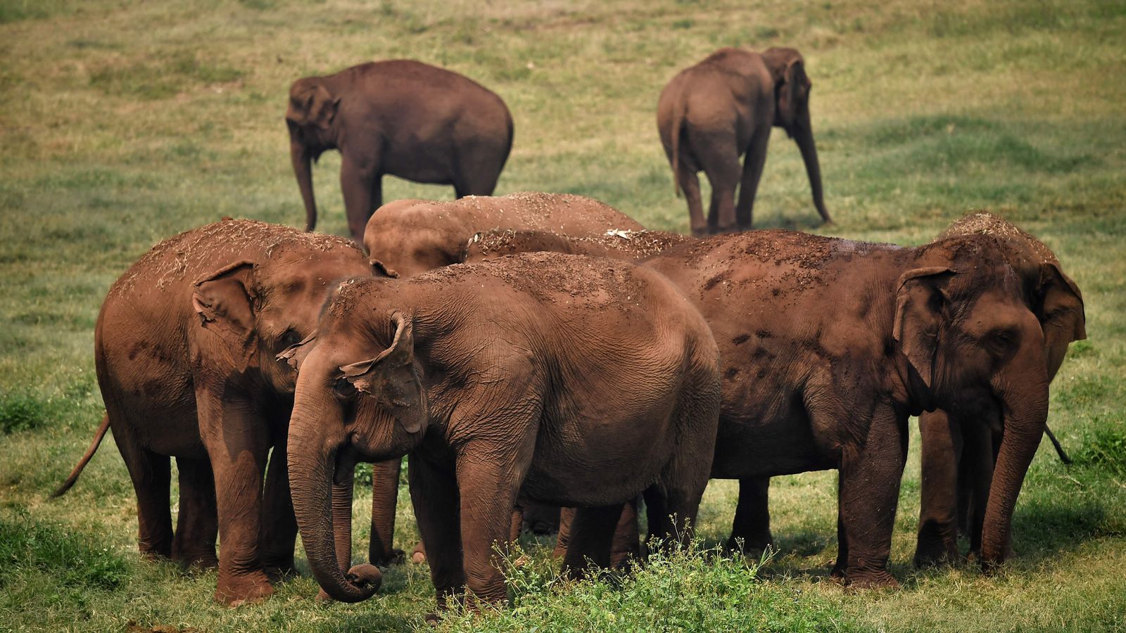 Coronavirus: Thai elephants sent home from sanctuaries as pandemic hits ...