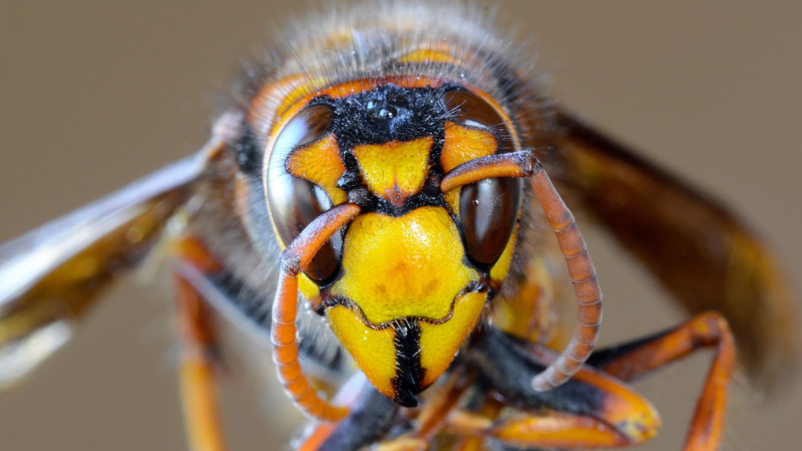 Asian hornets that can eat up to 50 honeybees a day could 'wreak havoc' if they become established in UK, expert warns