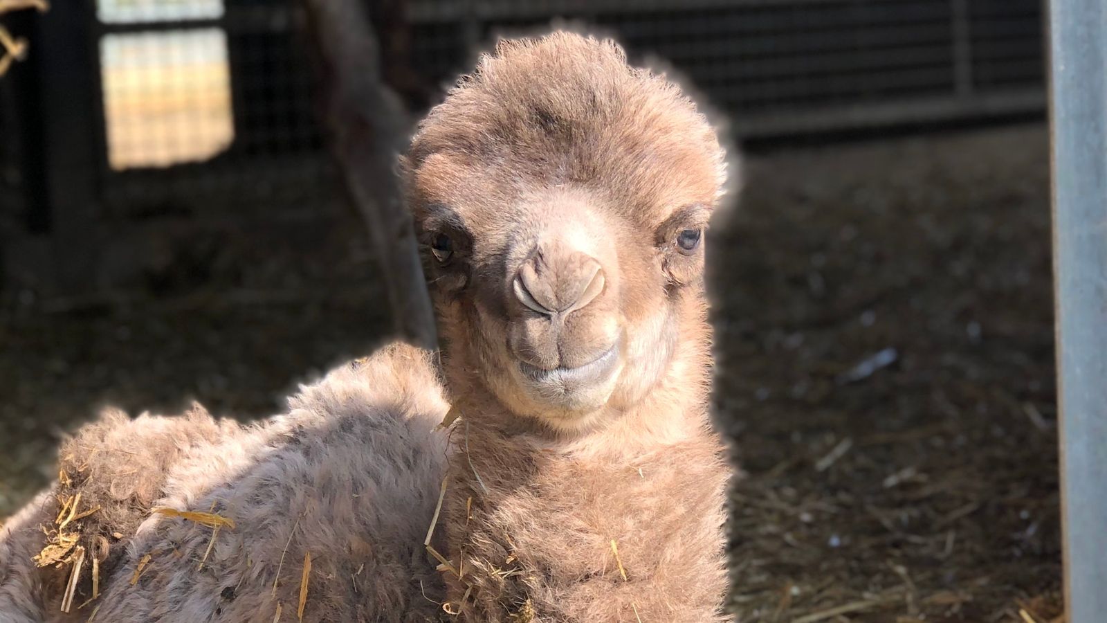 Coronavirus Baby camels born during lockdown need to wait for visitors