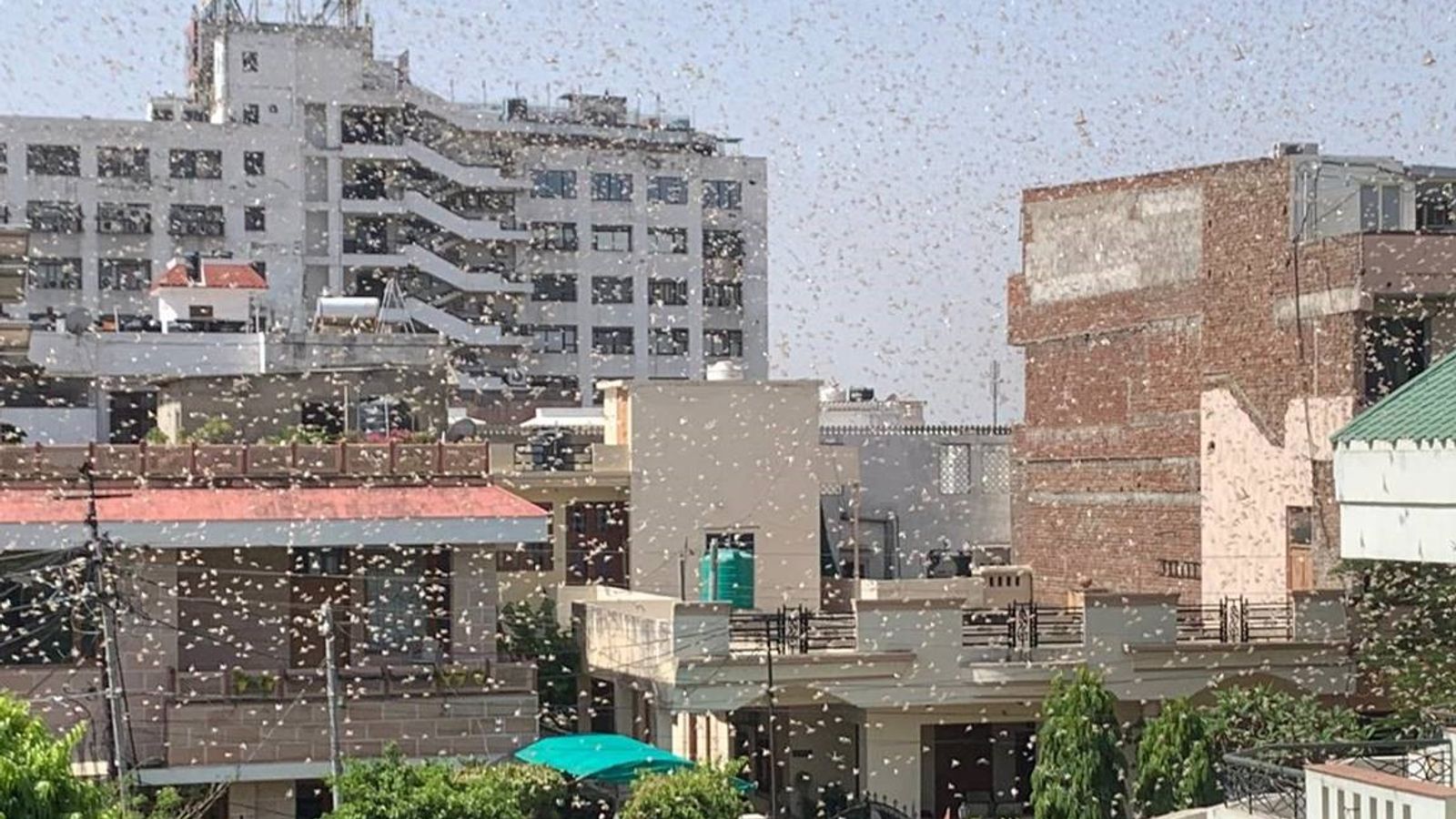 Faster locusts may have 'catastrophic consequences' for millions over food security