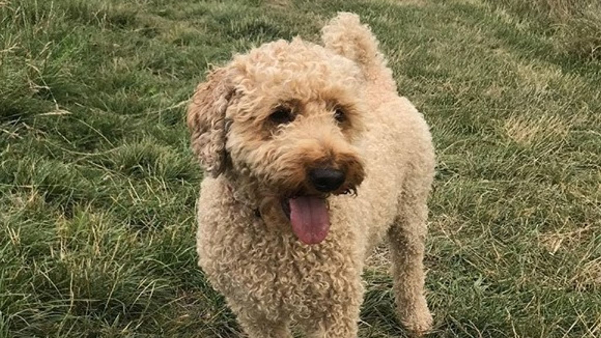 A&E doctor looks for missing dog after every hospital shift | UK News ...