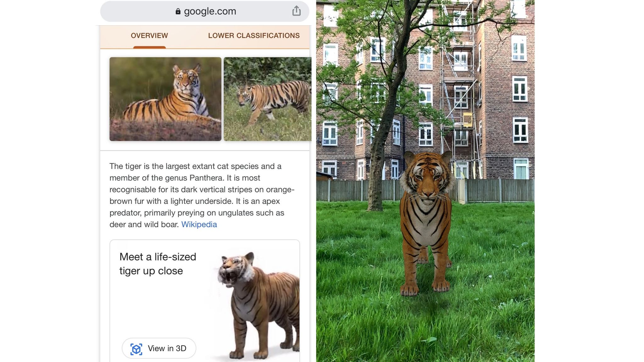 See how to bring 3D animals into your home with Google, through augmented  reality