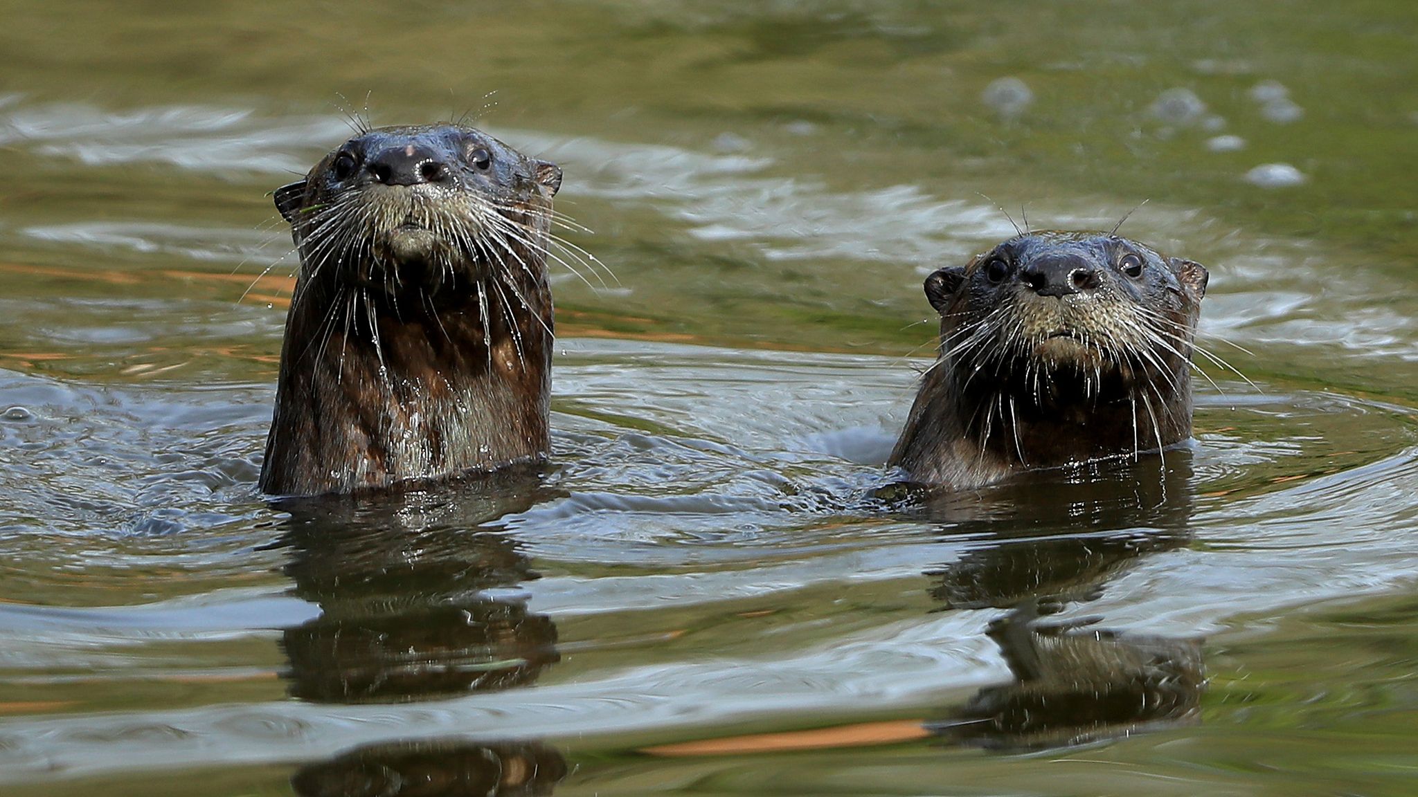 Otters juggle stones when they are excited about food - study | UK News ...