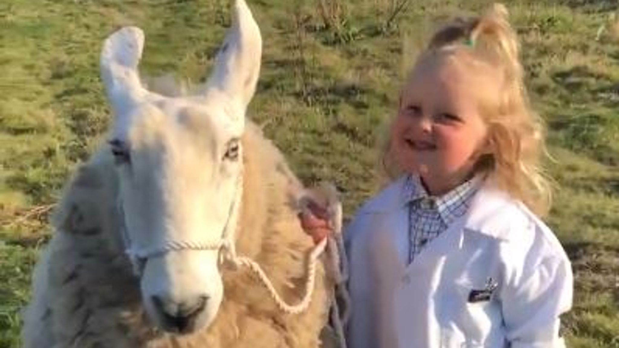 Indflydelsesrig grit Bage Three-year-old girl goes viral after handling large sheep like an expert |  UK News | Sky News