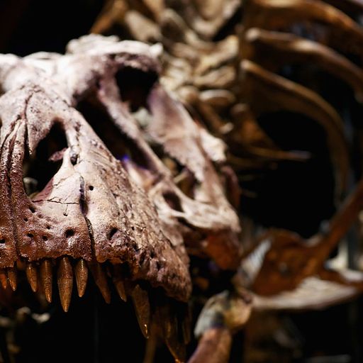Male or female dinosaurs? Scientists have made mistakes