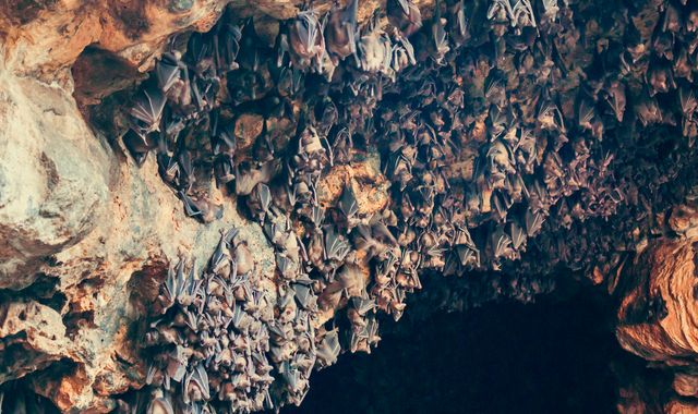 Coronavirus: It isn't bats that have caused this pandemic - it's humans, says conservationist