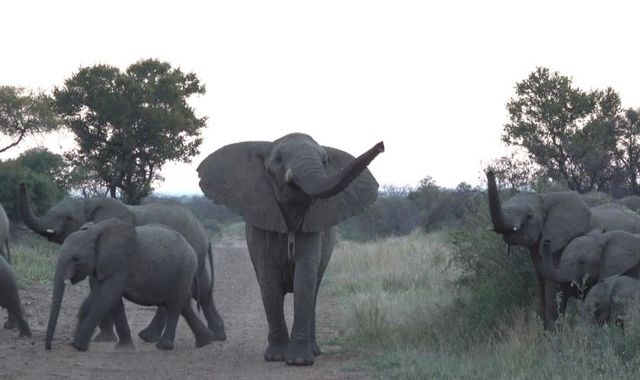 Coronavirus: Survival of 'big five' game reserve rests on return of tourists soon