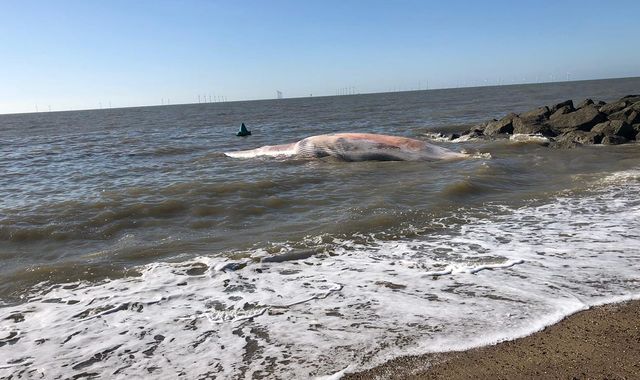 Large whale washes up at Clacton-on-Sea beach in Essex