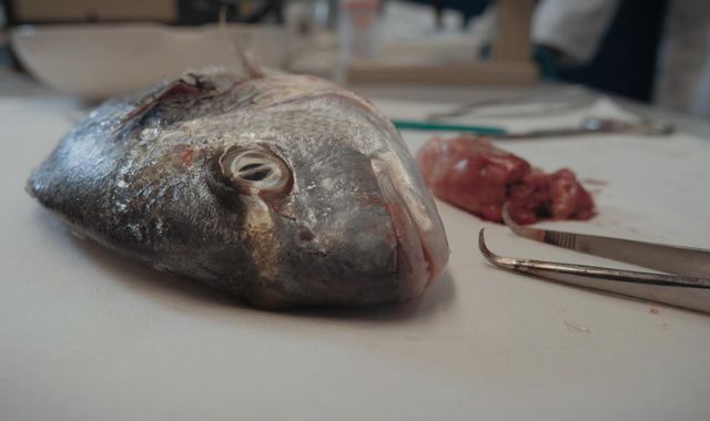 Plastic Nile: Three-quarters of fish studied contain microplastics in world's longest river