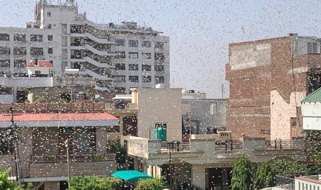 Swarms of locusts threaten food security for millions in India amid COVID-19 pandemic