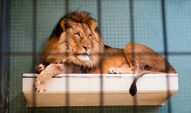 Lion attack in Australia leaves zookeeper with serious injuries