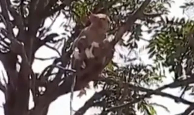 Coronavirus: Monkeys 'grab and flee' with infected blood samples