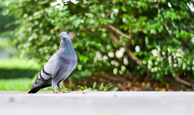 India: Officials claim Pakistan 'spy' pigeon captured