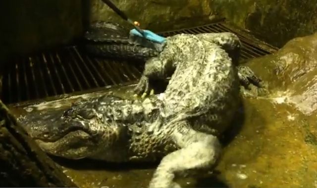 Adolf Hitler's 'pet' alligator Saturn dies in Moscow Zoo