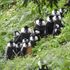 Social distancing between monkeys prevents microbe spread