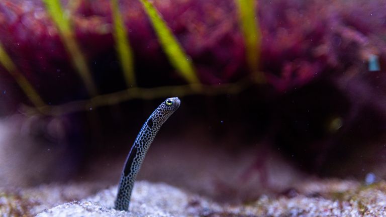 Beautiful spotted garden eel in a aquarium surrounded by corals and fish.