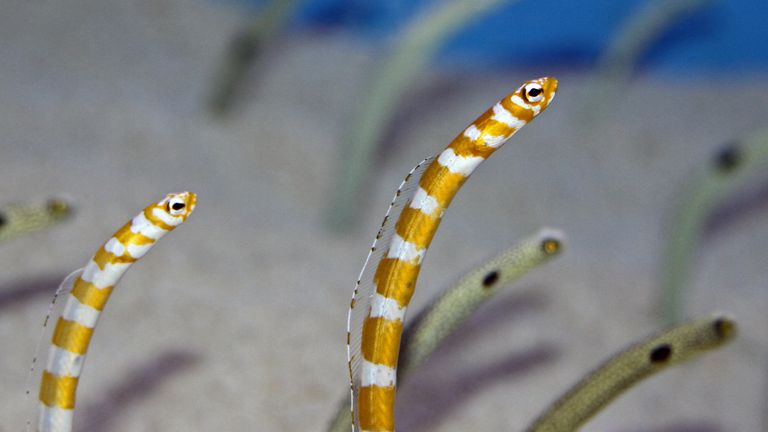 The spotted garden eel, Heteroconger hassi, is a conger of the family Congridae, found in Indo-Pacific oceans