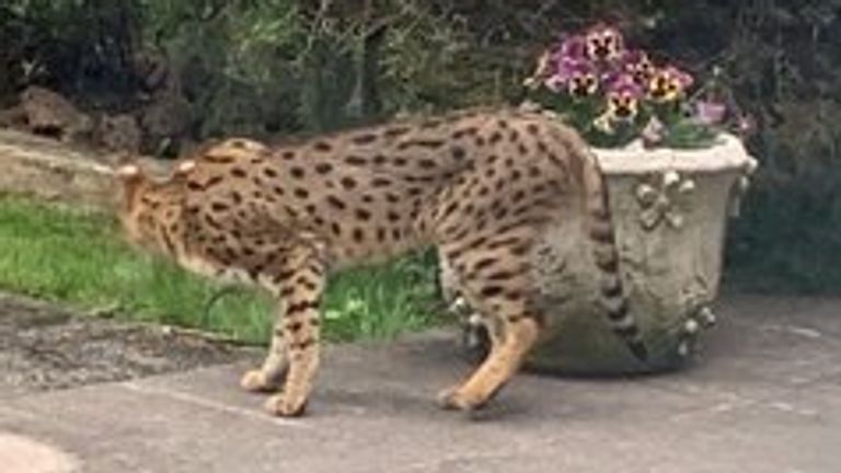 The cat was spotted in a garden on Monday. Pic: Twitter/ Lance Forman
