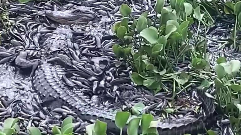Thousands of catfish appear in alligator swamp 