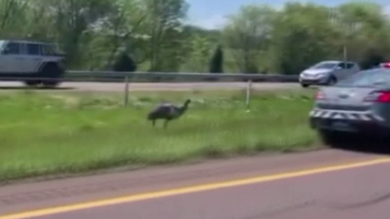 Emu strides along middle of US Route 422