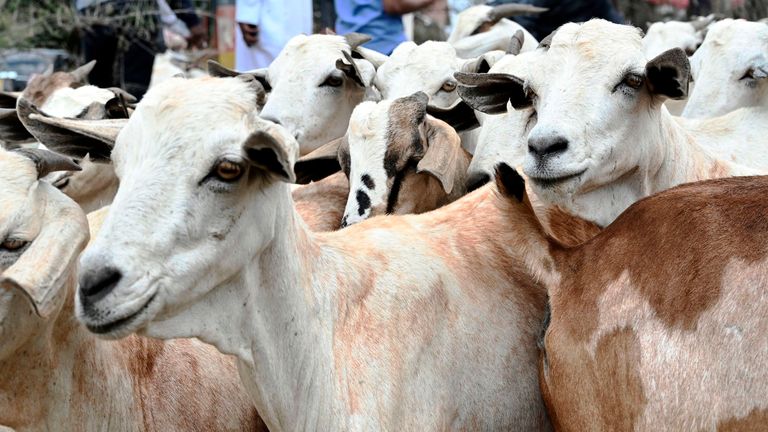 Goats look on, as men wait to buy them in Nairobi