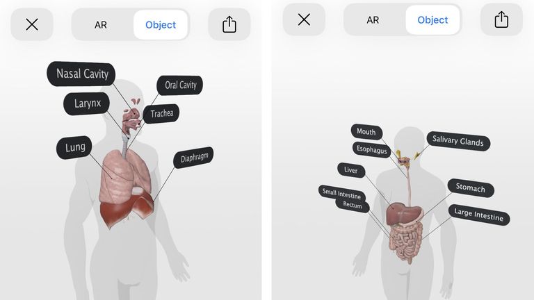 The respiratory and digestive systems are available