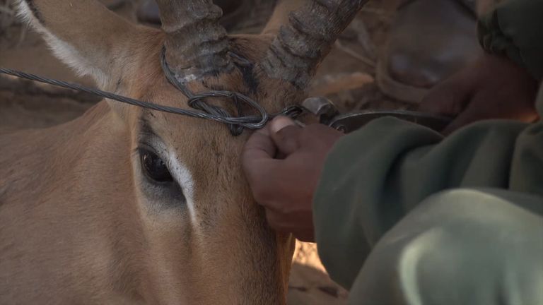 South Africa Impala caught in wire