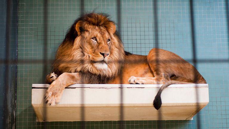 A mulher foi atacada por leões enquanto limpava o recinto. Foto do arquivo