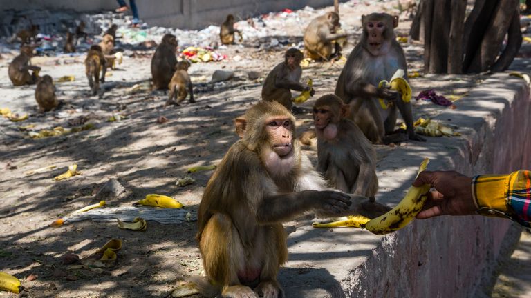 Men give bananas to monkeys gathered on the side of the road