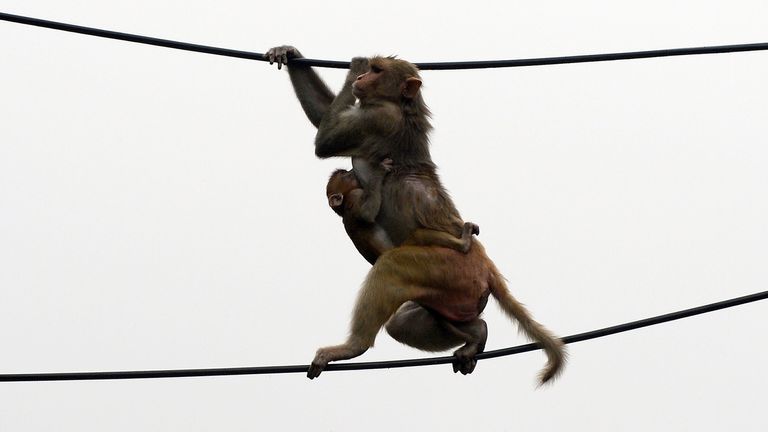 A macaque monkey, with an offspring clutching onto its torso, balances between two power lines above a parking lot in downtown New Delhi