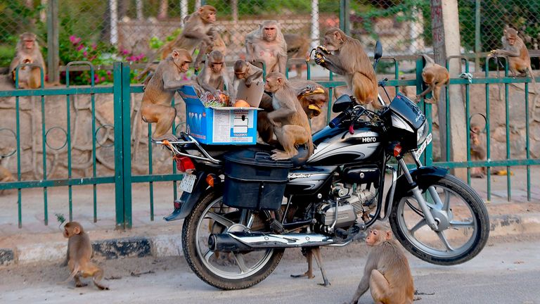 Monkeys get on a motorcycle to eat fruits from a box during a the lockdown in New Delhi
