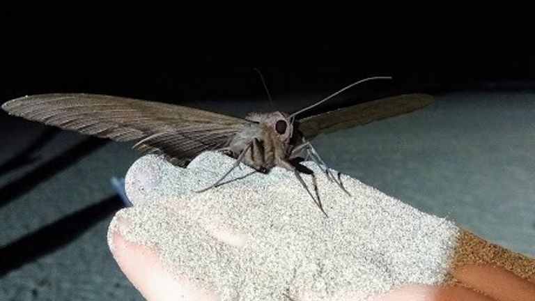 Researchers have urged for moths to be protected