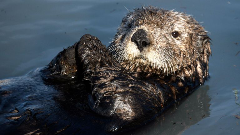 Otters juggle stones when they are excited about food - study | UK News ...