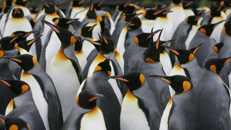 A colony of King penguins is pictured on July 1, 2007 on Possession Island in the Crozet archipelago in the Austral seas. (Photo by MARCEL MOCHET / AFP) (Photo credit should read MARCEL MOCHET/AFP via Getty Images)
