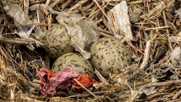 A herring gull nest with plastic on Lady Isle