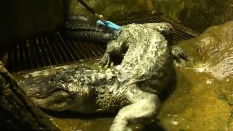 Saturn the alligator loved a brush massage, according to the zoo
