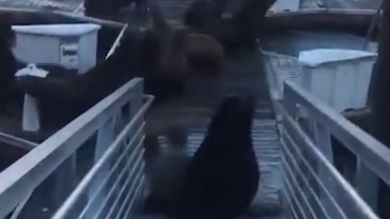 Sea lions invade San Francisco docks