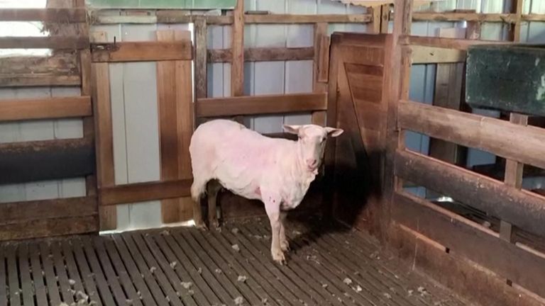 A sheep missing for more than seven years has helped raise more than $7,700 USD for refugees, after a charity competition was held for people to guess the weight of her wool.