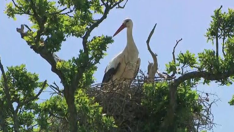 The parents have been seen incubating and regurgitating food for their offspring