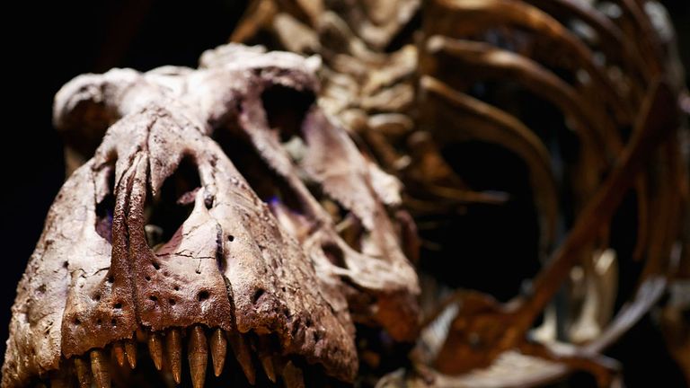 LEIDEN, NETHERLANDS - OCTOBER 17: A general view the skull, jaw and teeth of Trix the female T-Rex exhibition at the Naturalis or Natural History Museum of Leiden on October 17, 2016 in Leiden, Netherlands. The skeleton of Tyrannosaurus rex was excavated in 2013 in Montana, USA, by Naturalis Biodiversity Center. The fossil is part of the Naturalis collection and is more than 80% of the bone volume present. All essential and high­volume bones are in place. This places Trix in the top 3 ranking of