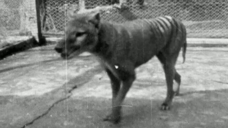 The 1935 clip is more than 12 months later than the previously last confirmed footage of a thylacine, from 1933.