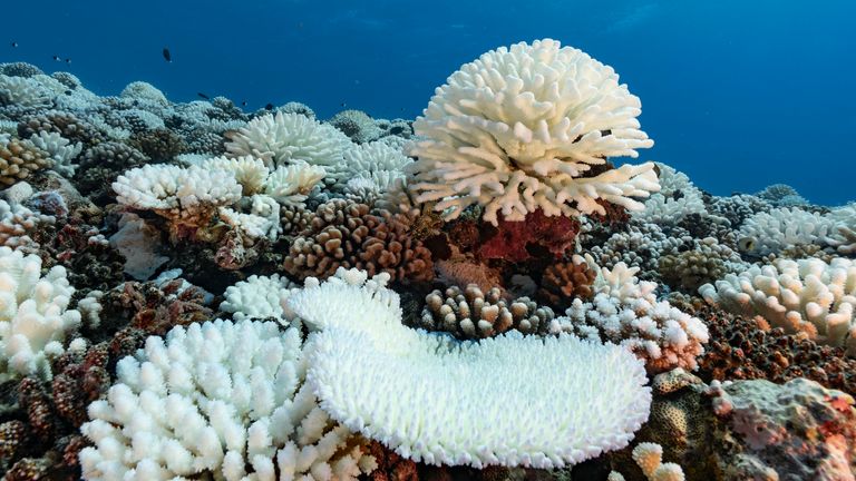 Major bleaching has affected the coral reefs of the Society Islands in French Polynesia