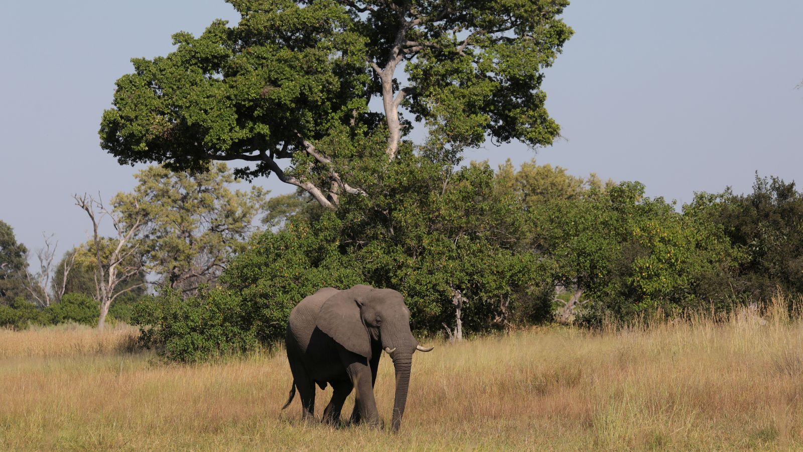 Botswana investigates mysterious deaths of at least 154 elephants