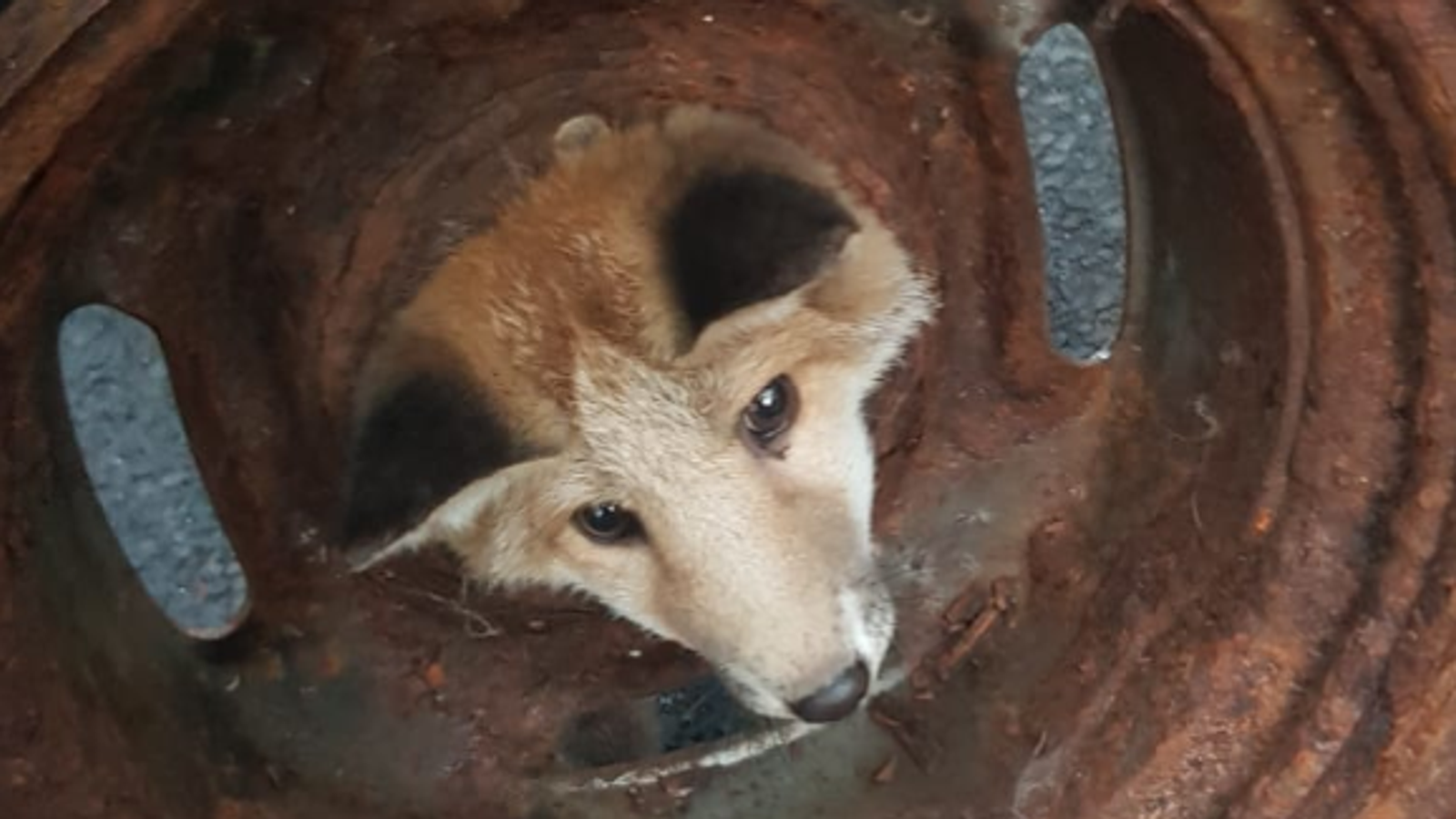 Fox cub rescued after getting its head stuck in wheel | UK News | Sky News