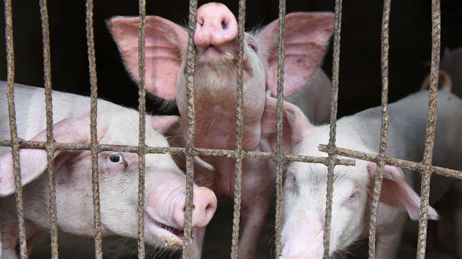 New swine flu found in pigs in China with 'human pandemic potential ...