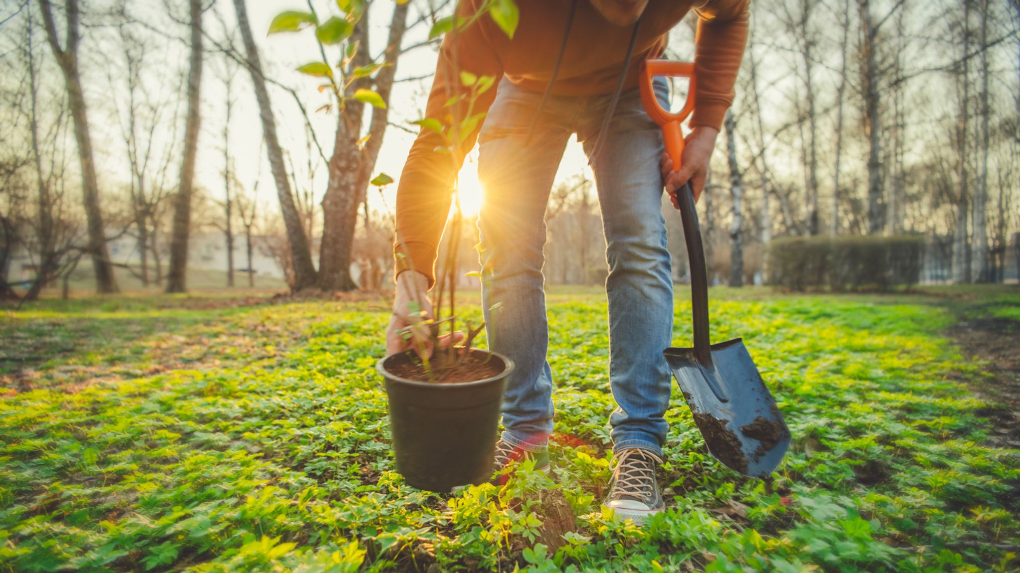 Planting trees