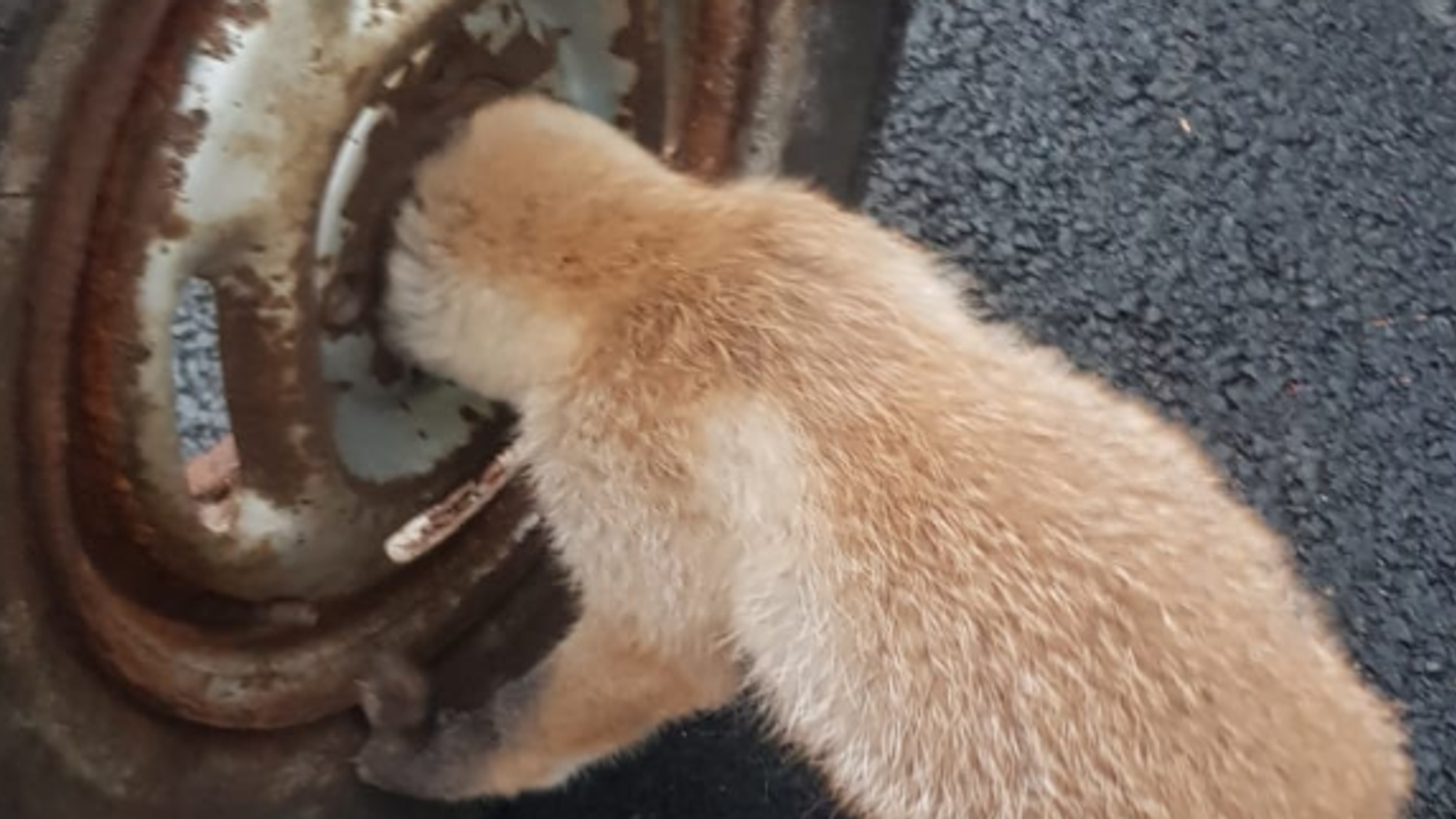 Fox cub rescued after getting its head stuck in wheel | UK News | Sky News
