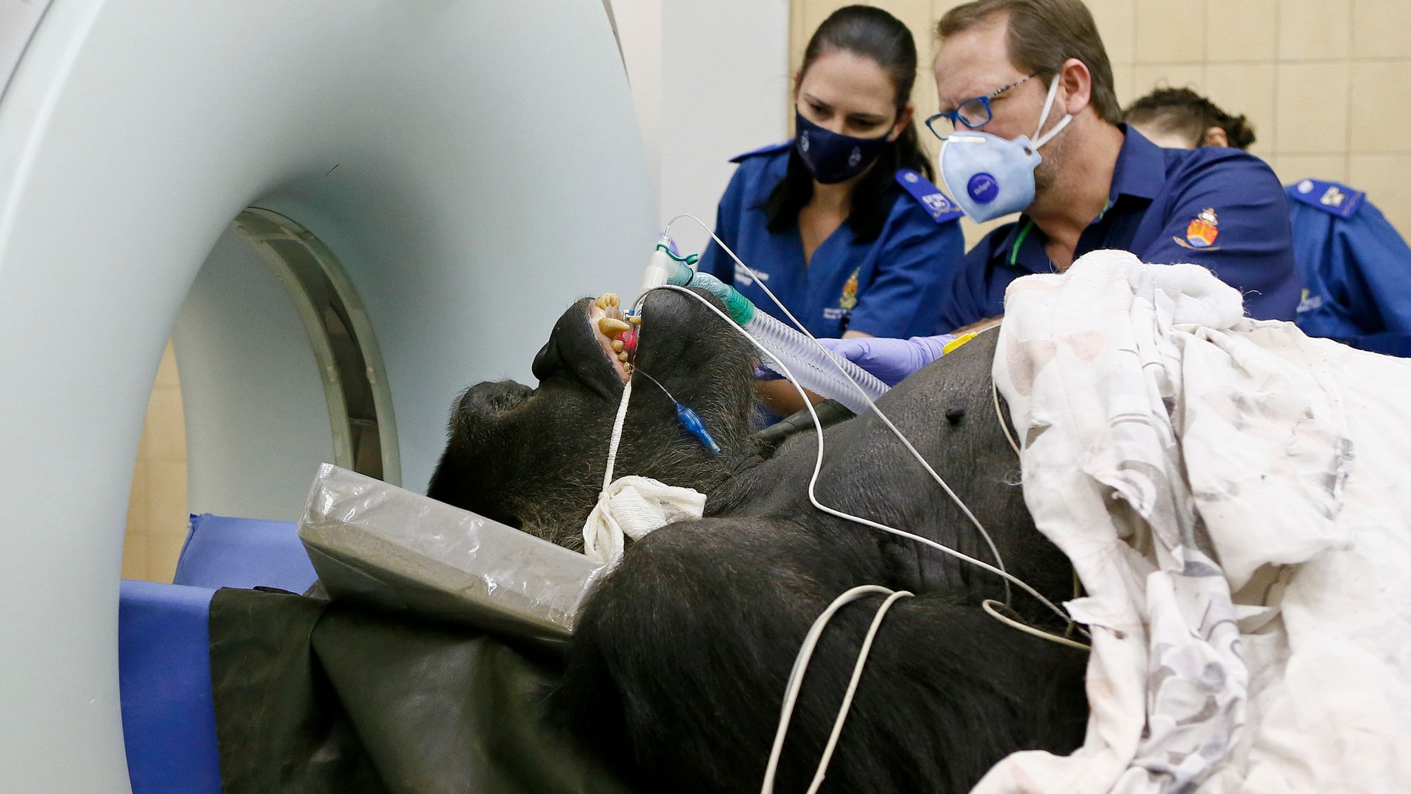 gorilla radiology experiment