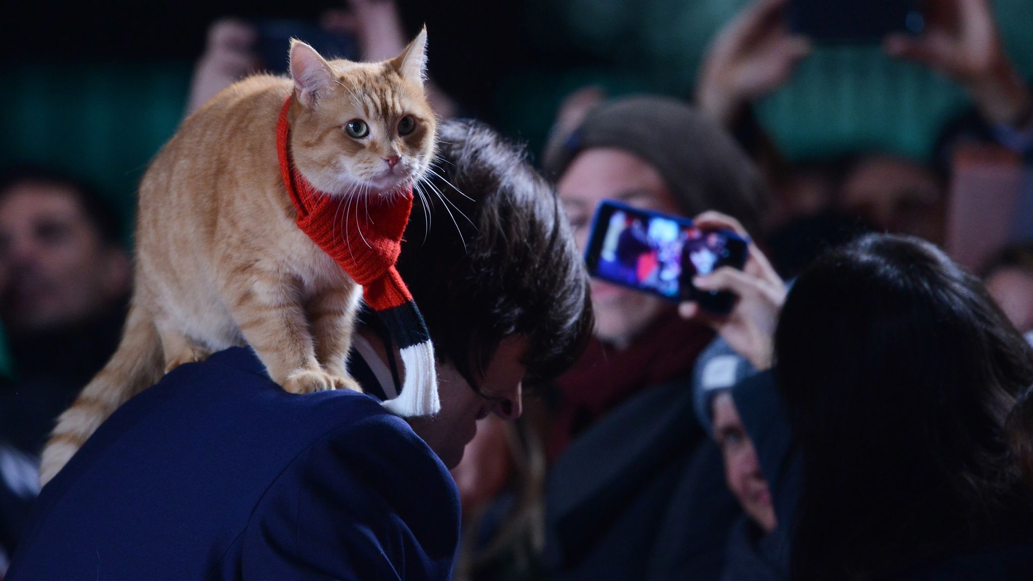 A Street Cat Named Bob: Moggie who inspired bestselling book and film ...